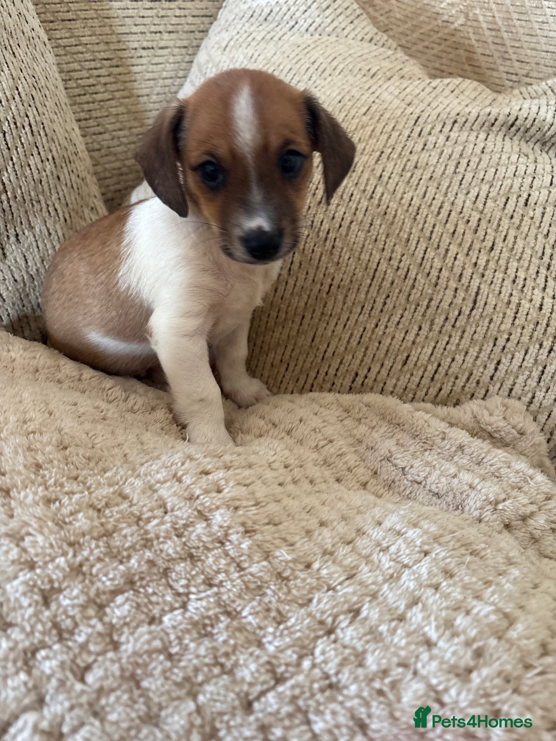 Dachshund dogs for sale: 5 dachshund x cavachon pups for sale  - Image 1