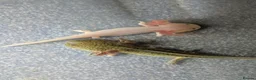 Axolotl reptiles for sale: Baby Axolotl  - Advert 11