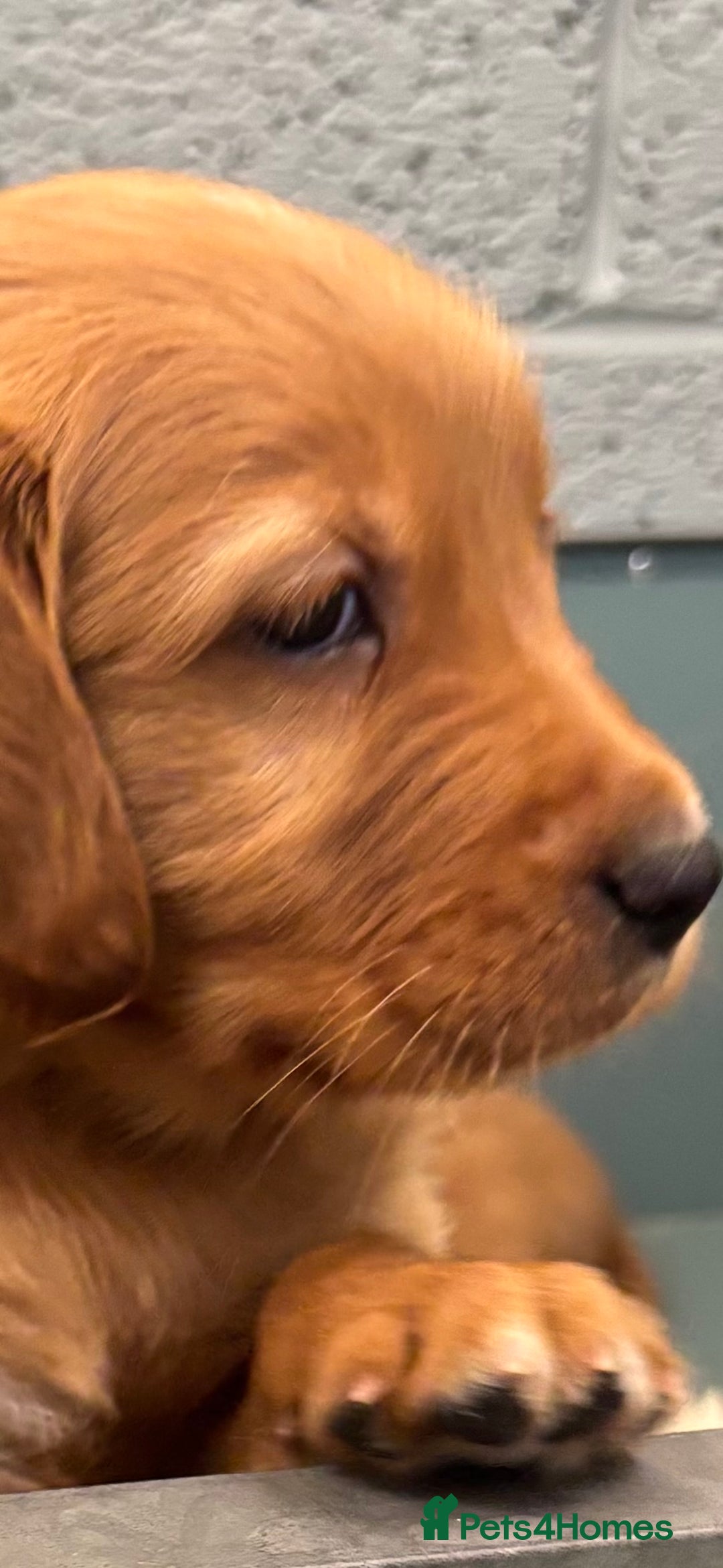 Golden Retriever dogs for sale:  Golden retriever puppies  - Advert 13