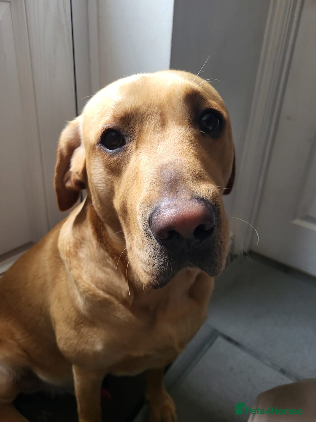 Labrador Retriever dogs for stud: Amazing Yellow Boy - Image 2