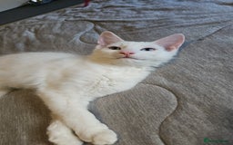 Turkish Angora cats for sale: Adorable 2 Kittens - Image 5
