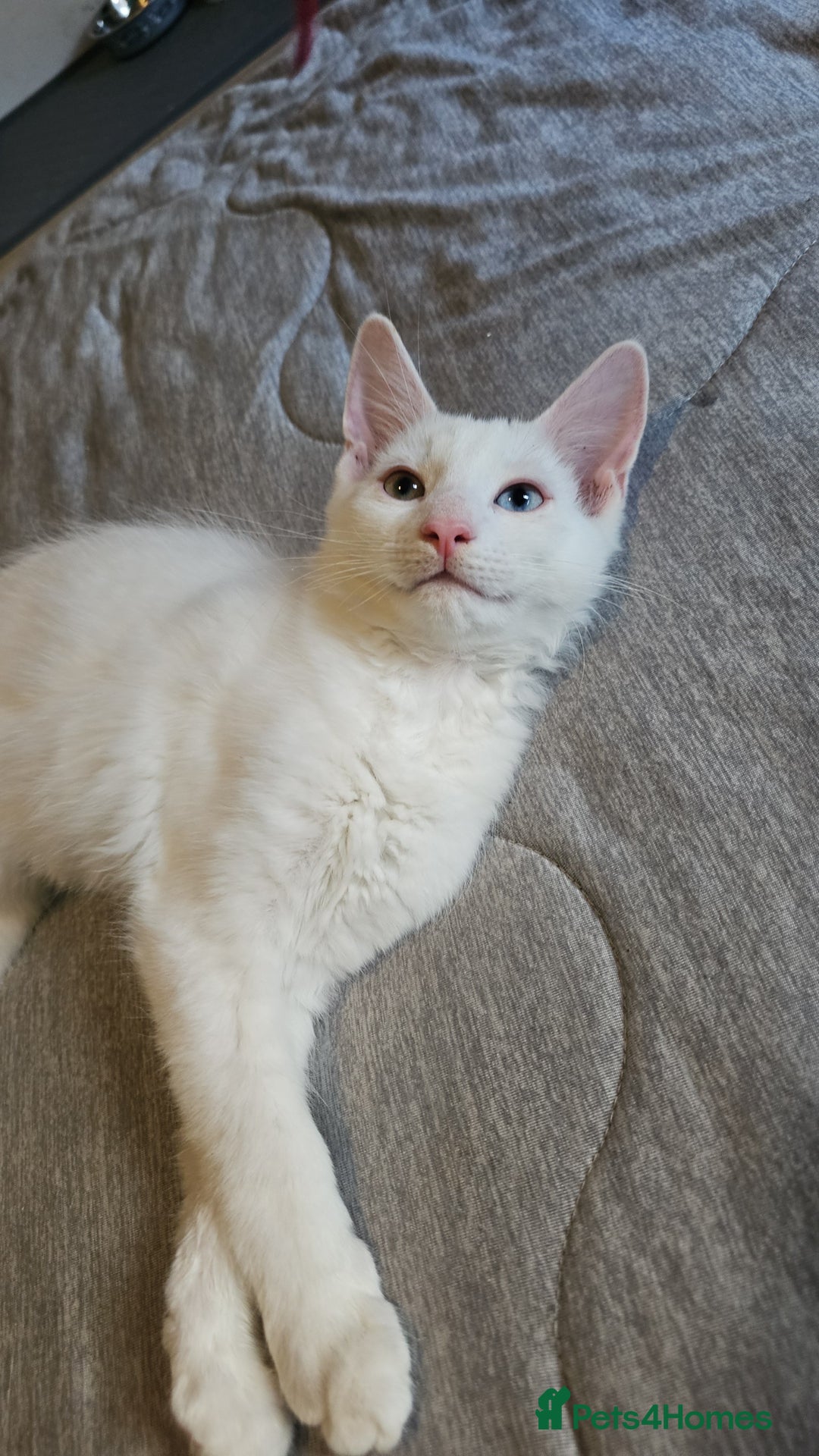 Turkish Angora cats for sale: Adorable 2 Kittens - Image 5