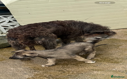 Irish Wolfhound dogs for sale: Irish wolfhound puppies - Image 18