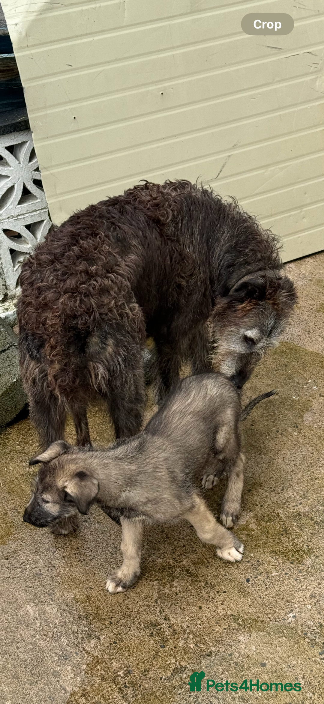 Irish Wolfhound dogs for sale: Irish wolfhound puppies - Image 18