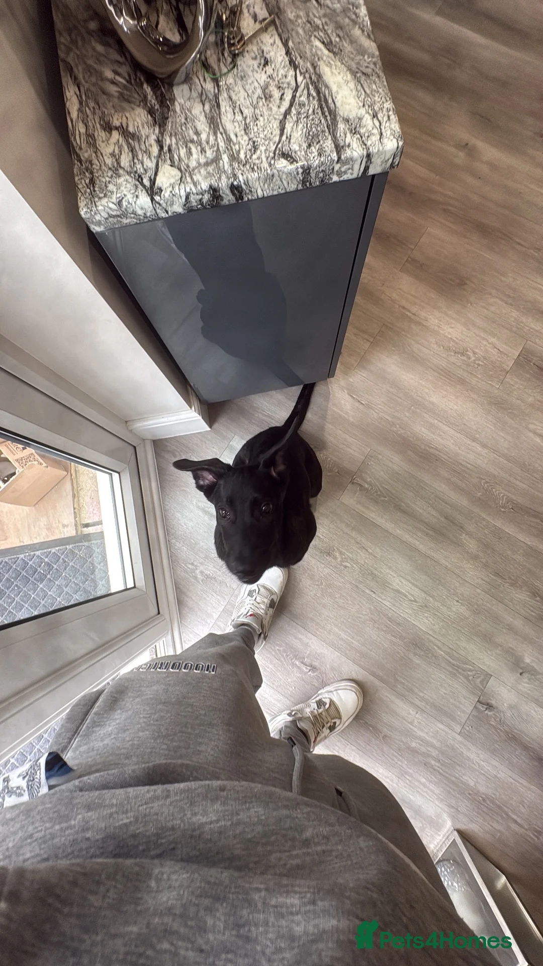 Belgian Shepherd Dog dogs for sale: Kodaa in Basildon - Advert 1