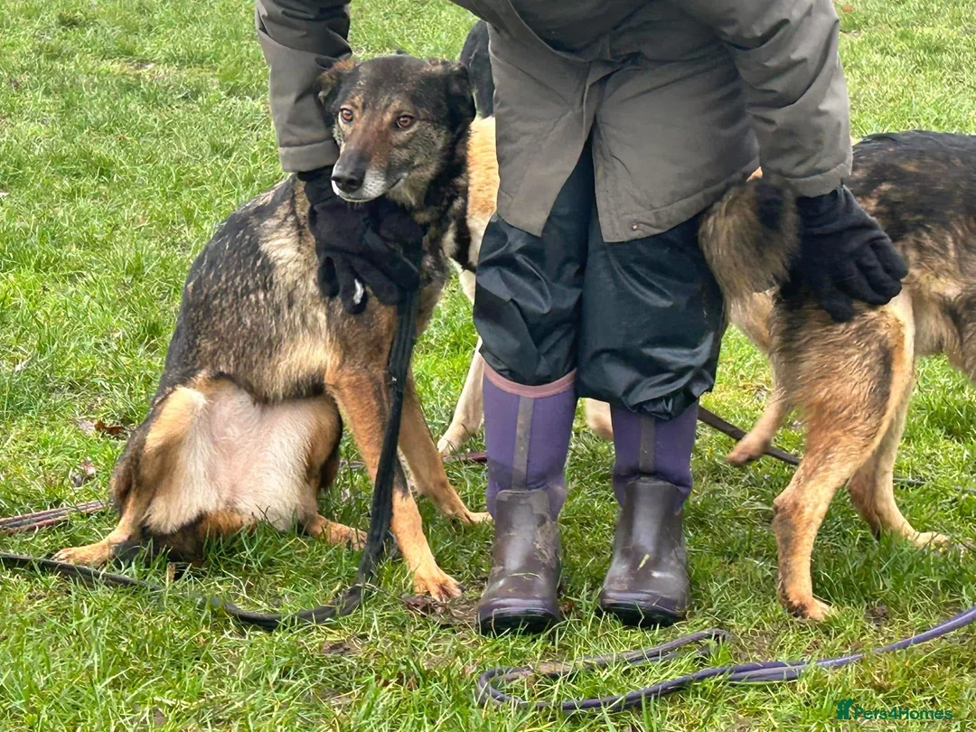 Mixed Breed dogs for adoption: Elsie - Norwich Norfolk  in Norwich - Advert 23