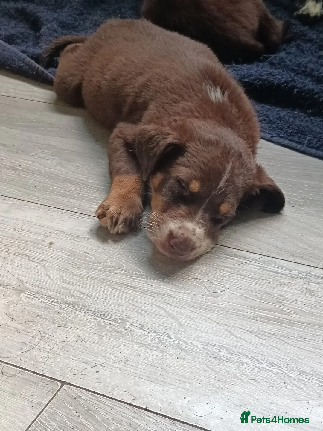 Mixed Breed dogs for sale: Ready to leave £500 ono - Advert 1