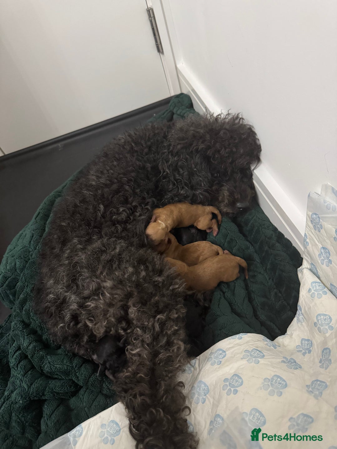 Toy Poodle dogs for sale: Toy poodle  - Advert 8