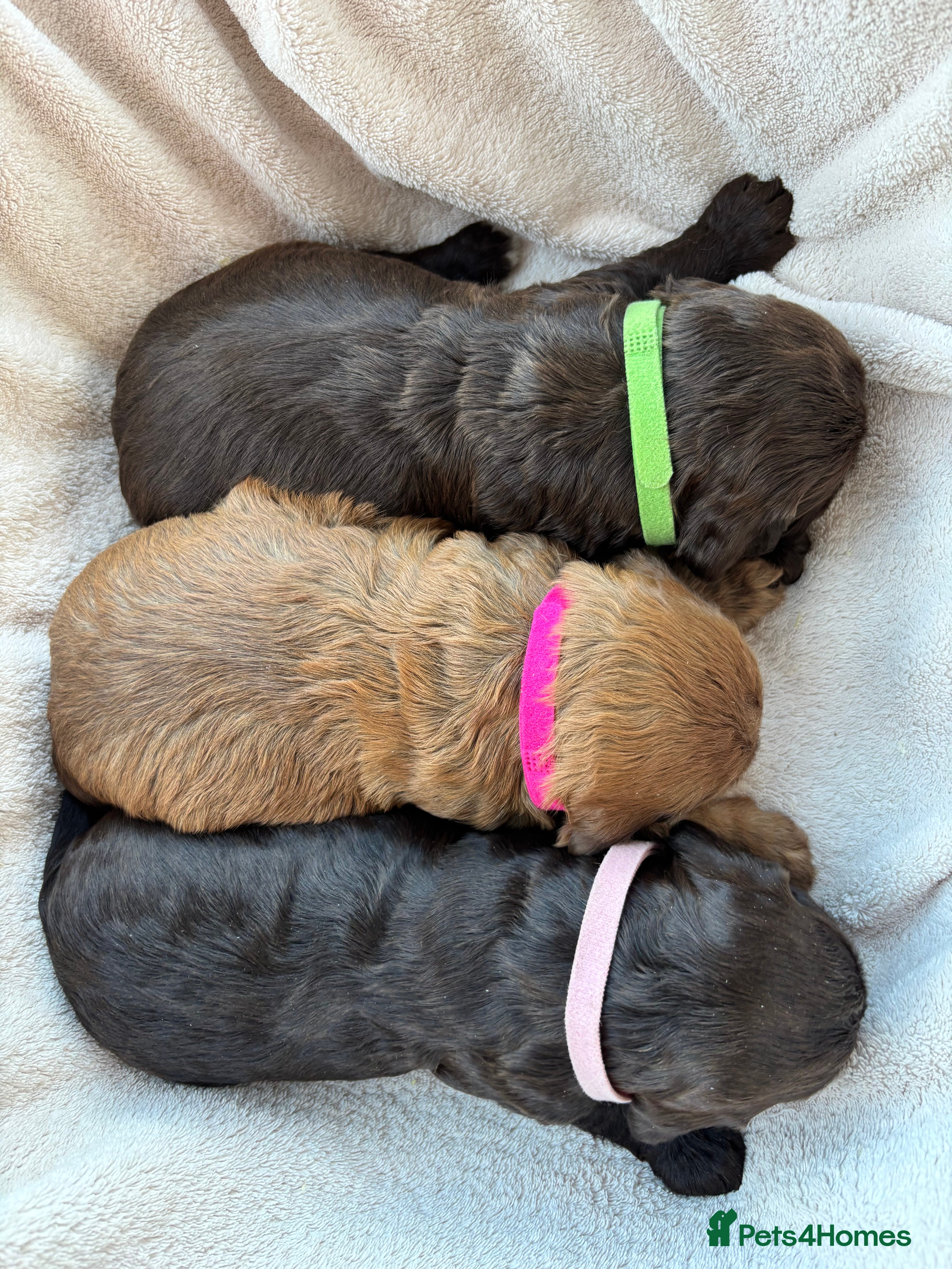 Cockapoo dogs Stunning F1 Cockapoo Puppies KC Parents  - Advert 18