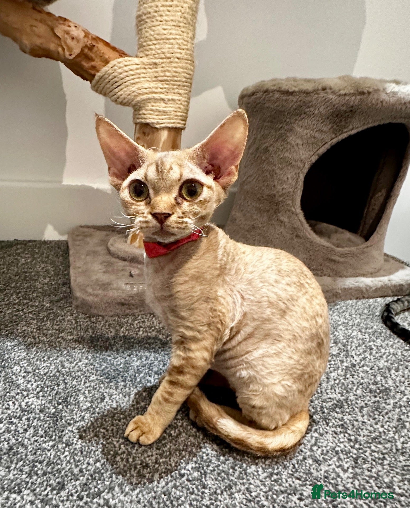 Devon Rex cats Mrs Nina K. - Advert 3