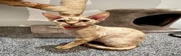 Devon Rex cats for sale: Mrs Nina K. - Advert 5