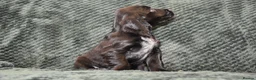 Cocker Spaniel dogs for sale:  Ready Now Kc Reg Show Type Cocker Spaniel - Advert 12
