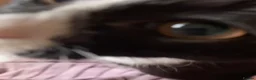 Mixed Breed cats for sale: Rescue affectionate cats - Advert 14