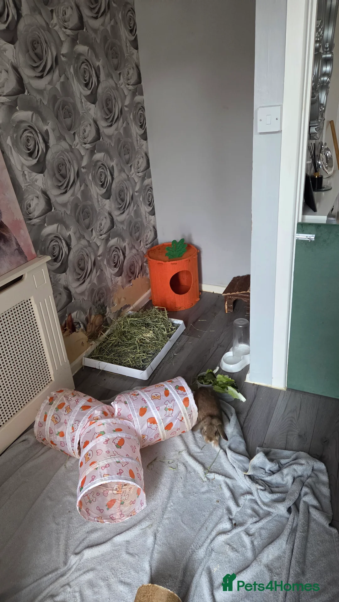 Mini Lop rabbits for sale: 2 female mini lops  in Basildon - Advert 6