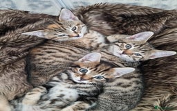 Mixed Breed cats for sale: 3 Bengal mix kittens ready for their new homes - Image 1