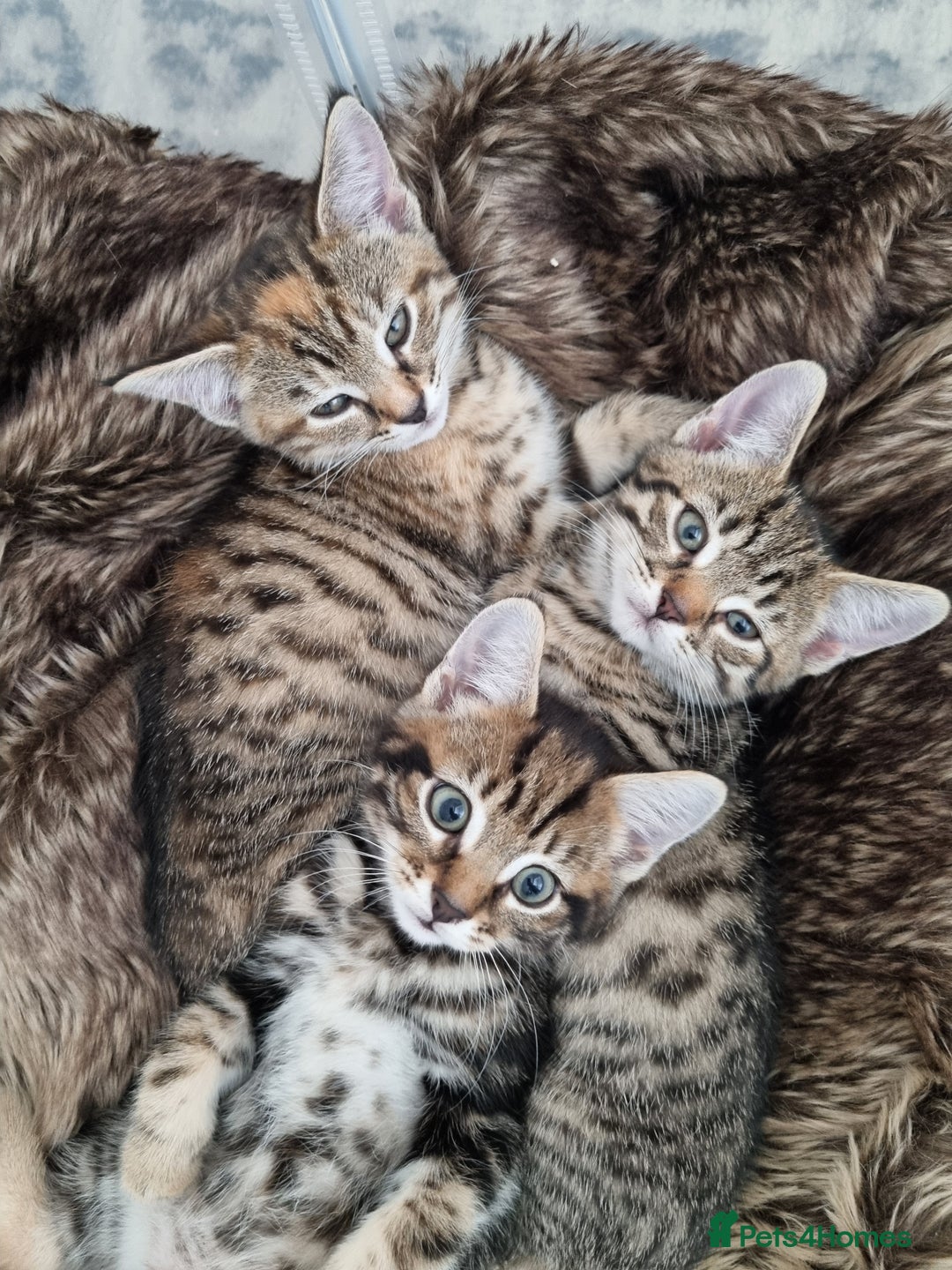 Mixed Breed cats for sale: 3 Bengal mix kittens ready for their new homes - Image 1