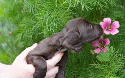 Cocker Spaniel dogs for sale: 4 male KC working cocker spaniel puppies - Image 11