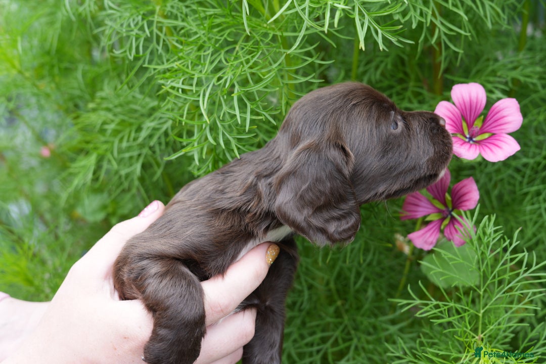 Cocker Spaniel dogs for sale: 4 male KC working cocker spaniel puppies - Image 11