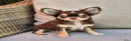 Chihuahua dogs for sale: Amazing Longcoat Apple head Chihuahua Puppies  - Advert 4