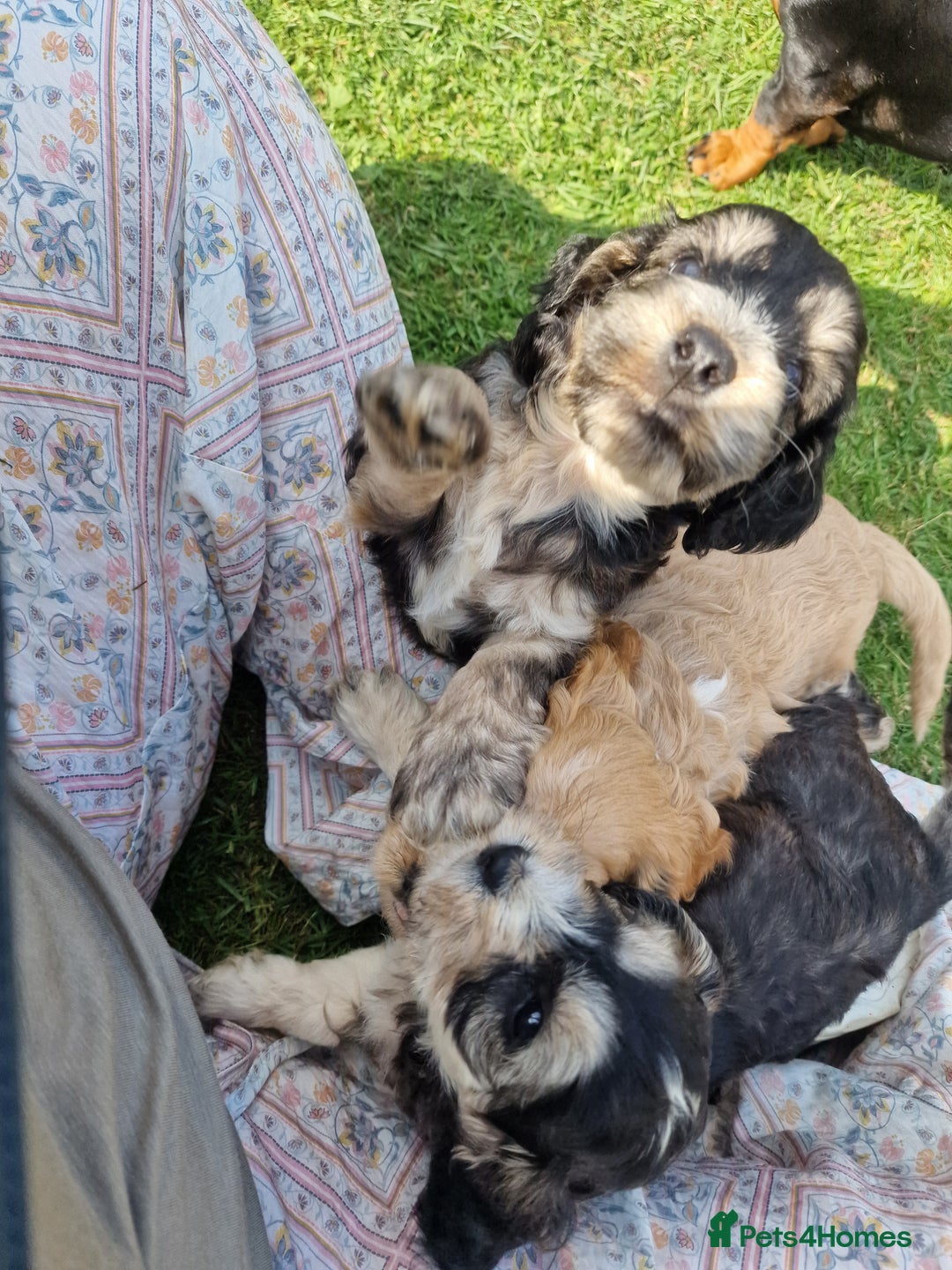 Cockapoo dogs for sale: Cockapoo puppies, ready to leave today.  in Otley - Image 16