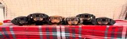 Miniature Dachshund dogs for sale: STUNNING KC MINI DACHSHUND PUPPIES READY NOW  - Advert 7