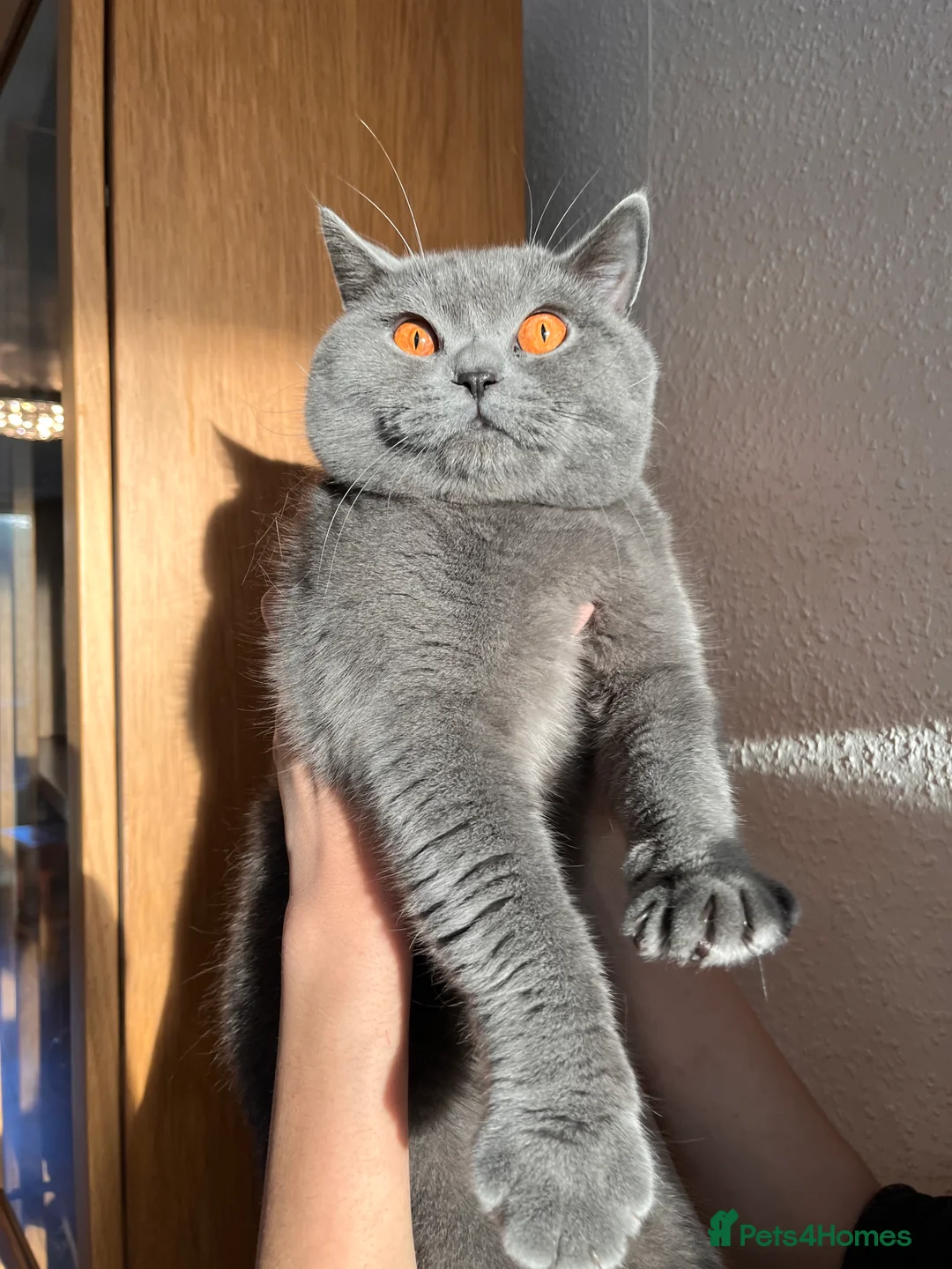 British Shorthair cats for stud: Stunning 5th Generation pedigree BSH in London - Advert 3