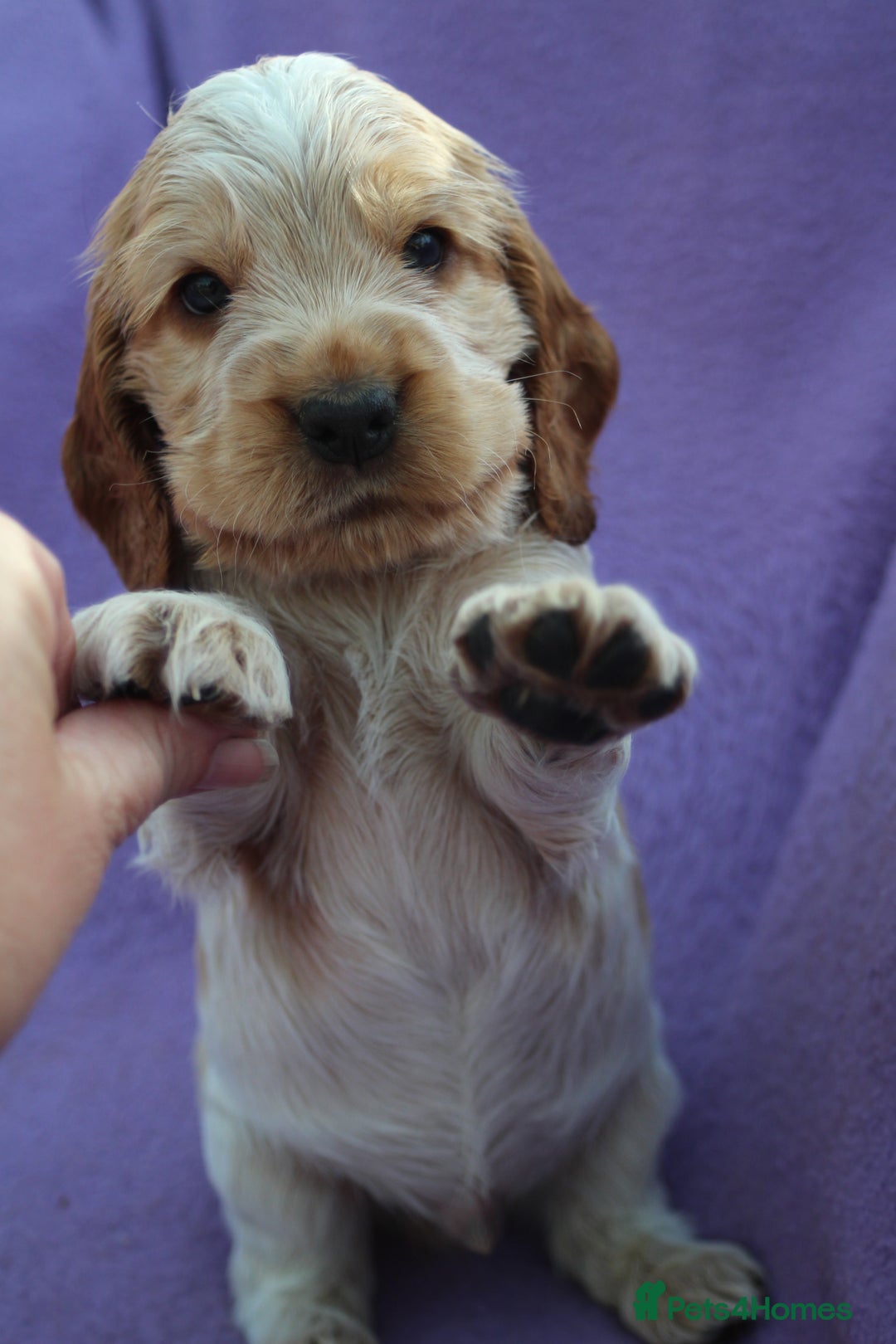 Cocker Spaniel dogs for sale: Beautiful pedigree cocker spaniel puppies - Image 4