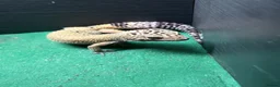 Leopard Gecko reptiles for sale: Female and Male Leopard Geckos For Sale - Advert 7