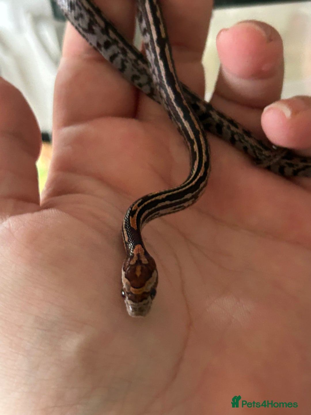 Corn Snake reptiles for sale: Tessera het lavender cornsnakes - Image 11
