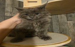 Maine Coon cats for sale: Maine Coon kittens avaliable - Image 18