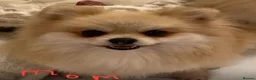 Pomeranian dogs for sale: Snow White Pomeranian for sale - Advert 6