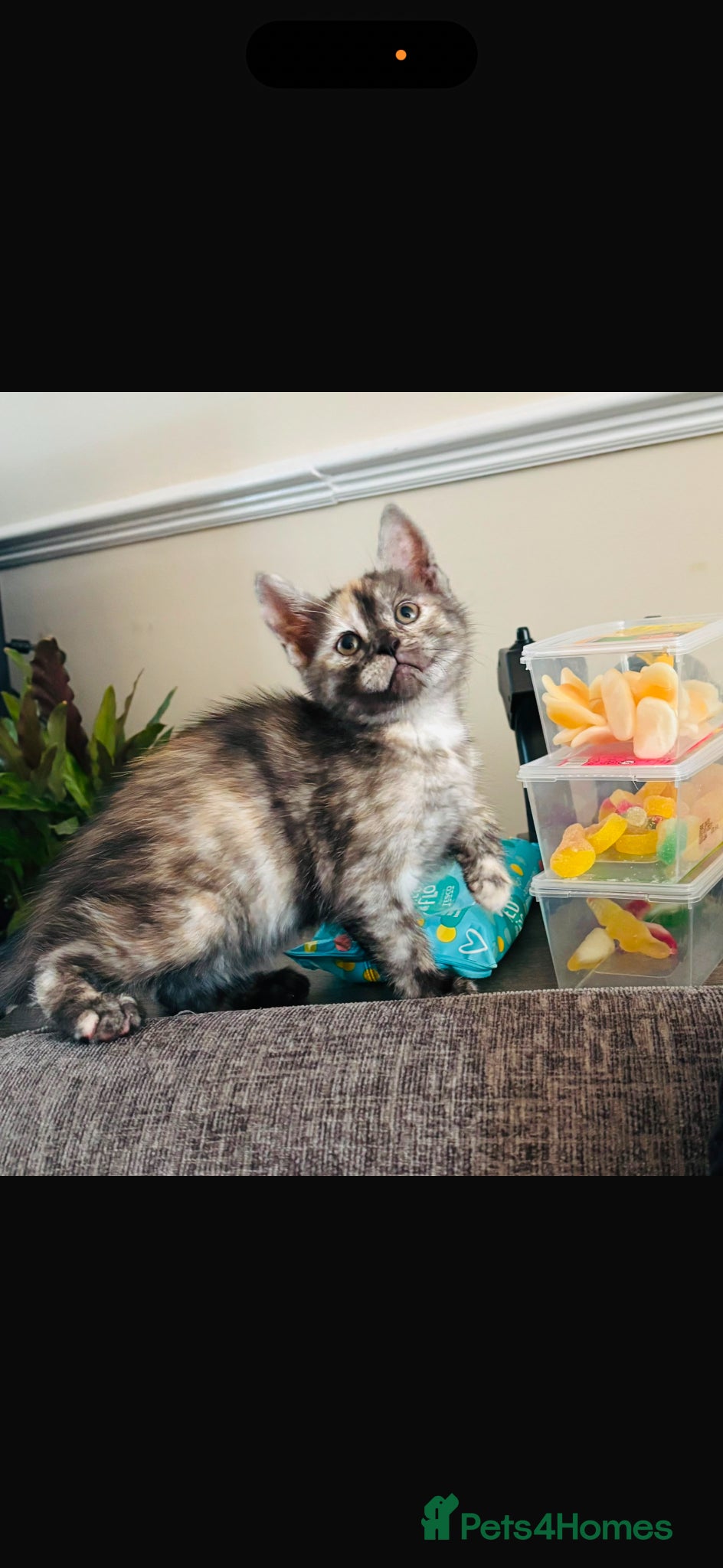 Mixed Breed cats for sale: Kitten for sale 12 weeks in Ashford - Advert 1