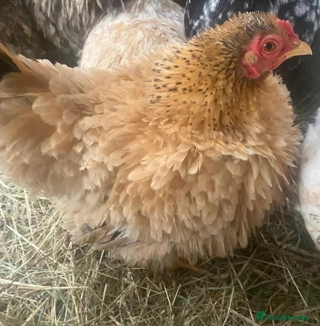 Chickens poultry for sale: Chickens and chicks read description - Advert 2