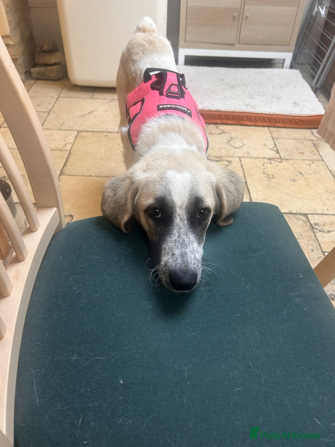 Mixed Breed dogs for adoption: Amara: Beautiful Soul Seeking a Family to Love - Advert 18