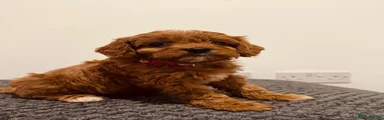 Cavapoo 7