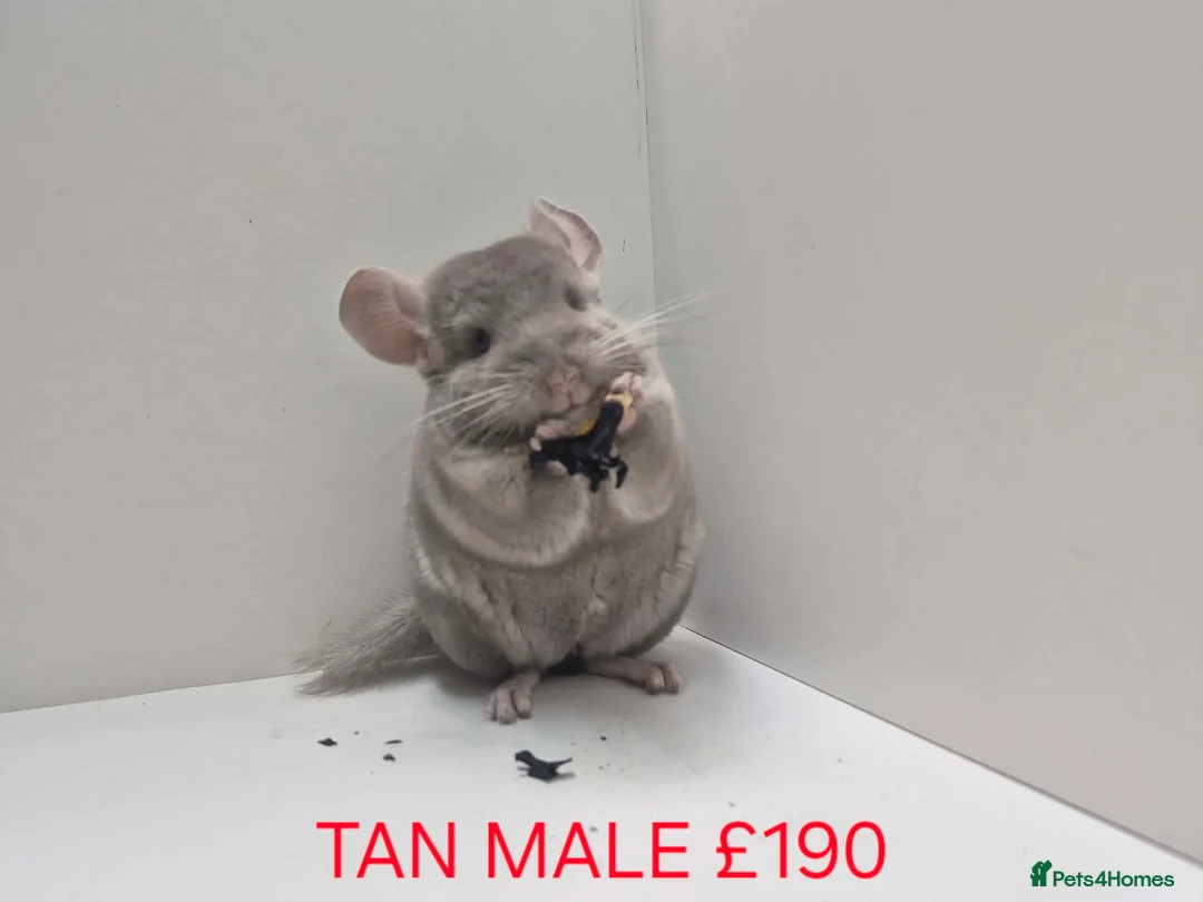 Chinchilla rodents for sale: STUNNING BABIES CHINCHILLA MIX COLOURS AND GENDER  - Advert 6