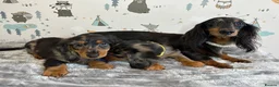 Miniature Dachshund dogs for sale: Long Haired Miniature Dachshund puppies,  - Advert 4