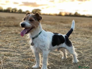 Jack Russell dogs Jack Russell Terrier Stud - Advert 11