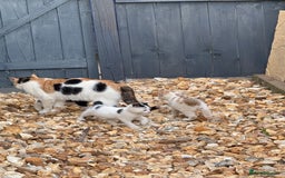 Mixed Breed cats for sale: Gorgeous little boy for sale  - Image 3