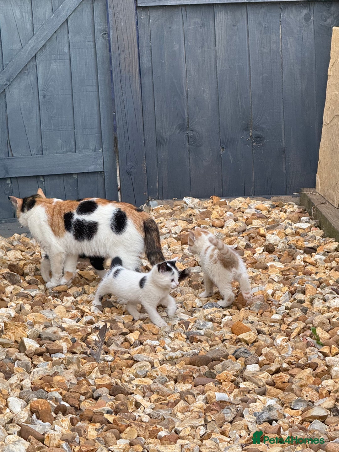 Mixed Breed cats for sale: Gorgeous little boy for sale  - Image 3