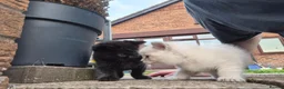 Mixed Breed cats for sale: Beautiful Kittens Ready for Their New Homes - Advert 14