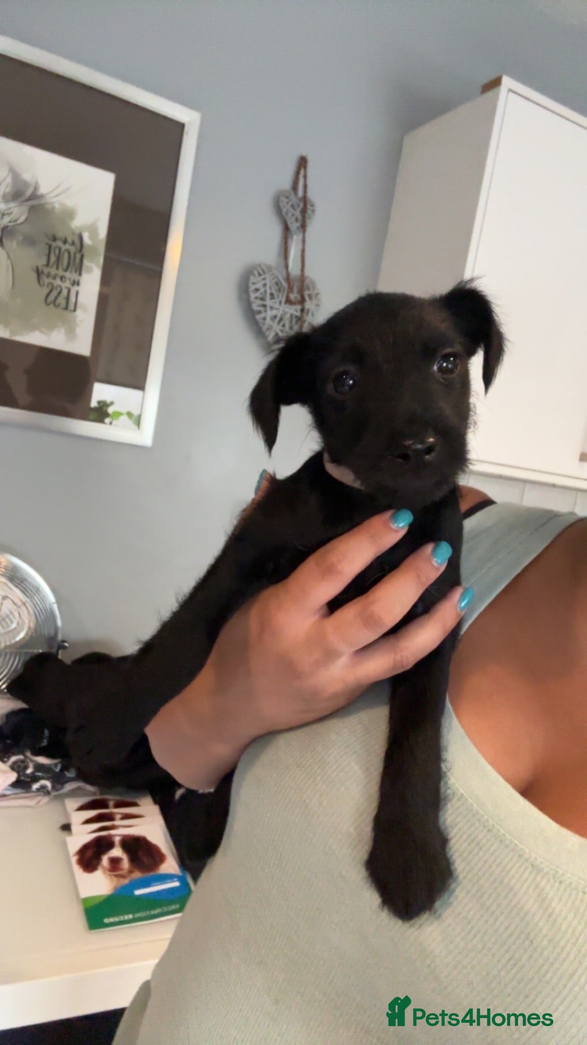 Patterdale Terrier dogs PURE Patterdale Terrier  - Advert 2