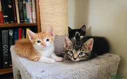 British Shorthair cats for sale: 3 kittens available - Image 1