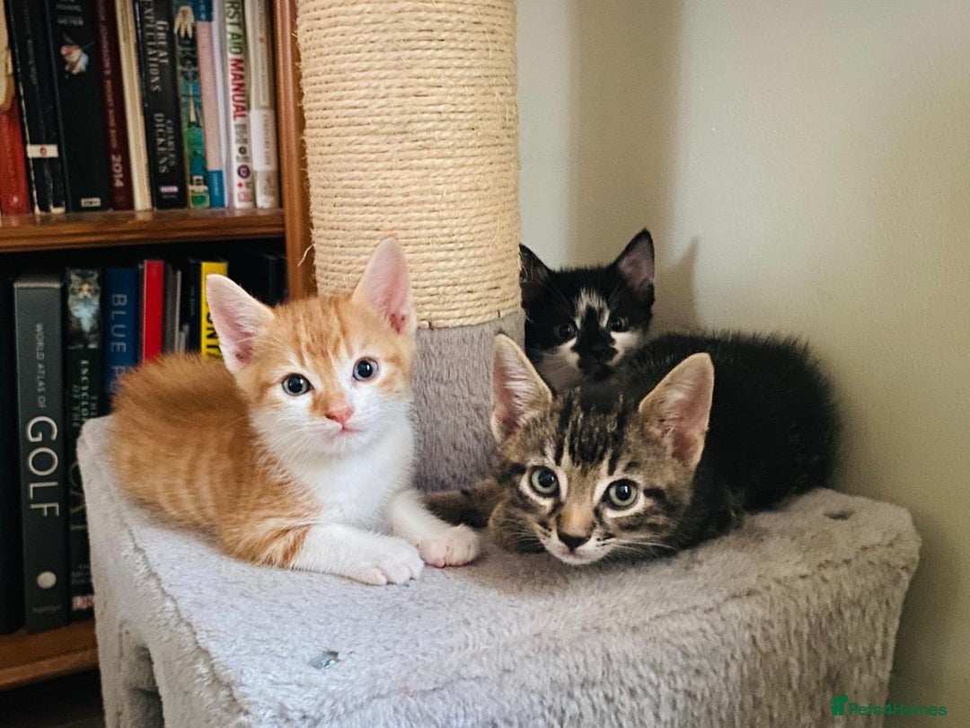 British Shorthair cats for sale: 3 kittens available - Image 1