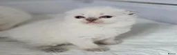 Scottish Fold cats for sale: Stunning Scottish Fold Kittens in Newtownabbey - Advert 3
