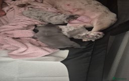 French Bulldog dogs for sale: Beautiful lilac French bulldogs - Image 7