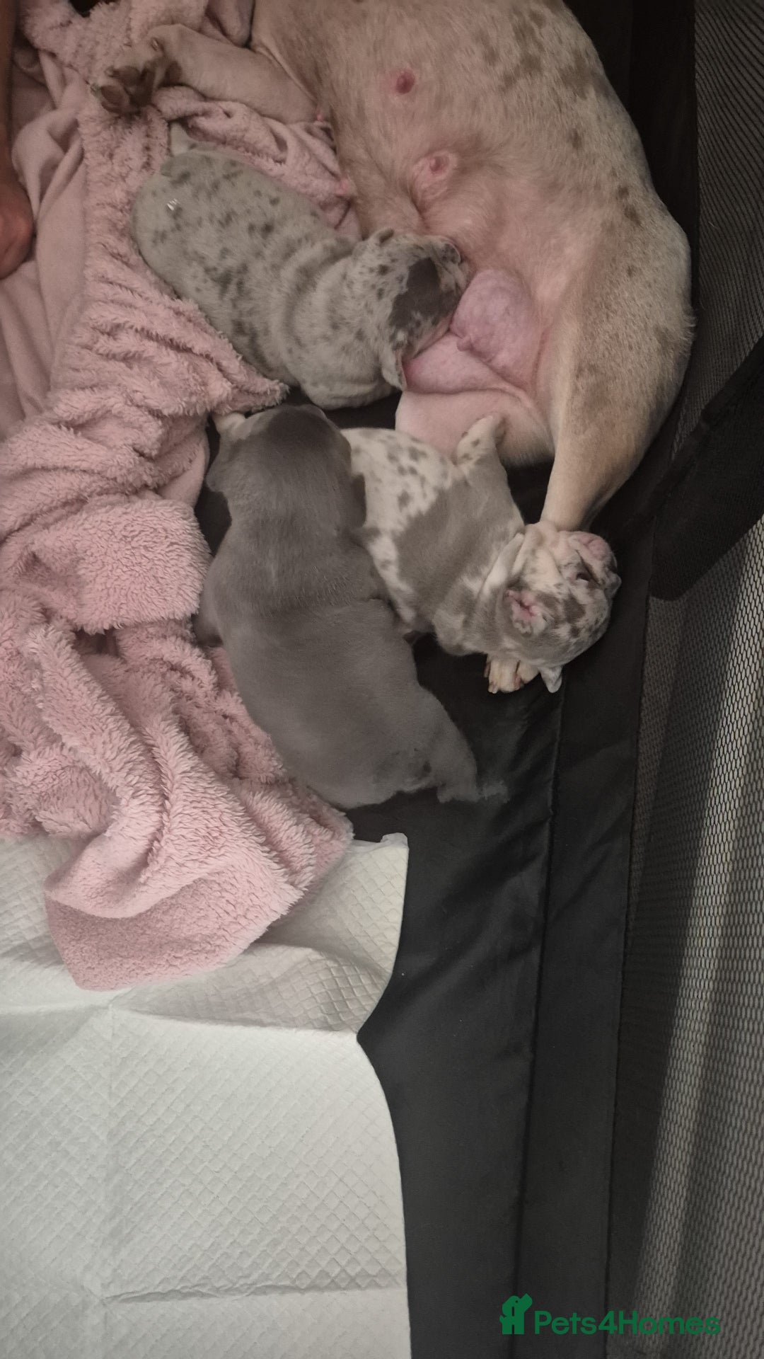 French Bulldog dogs for sale: Beautiful lilac French bulldogs - Image 7