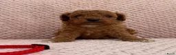 Cavapoo dogs for sale: Stunning F1b Cavapoos health tested - Advert 5