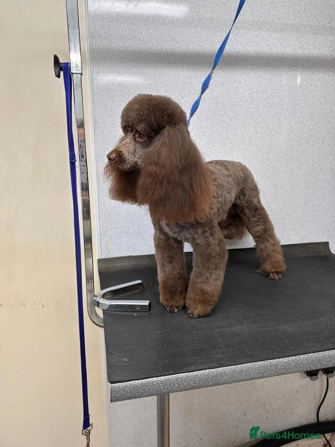 Toy Poodle dogs for stud: Chocolate full health tested toy poodle in Wrexham - Advert 4