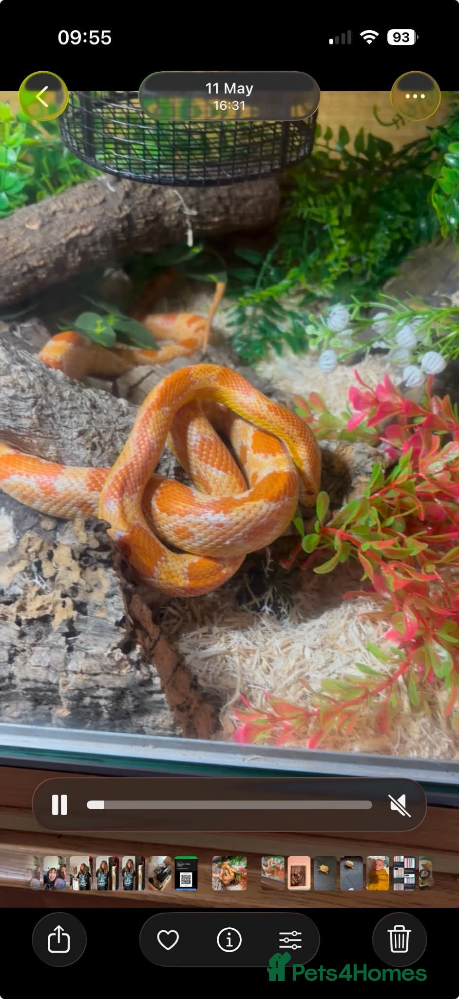 Corn Snake reptiles 2 corn snakes with full enclosures - Advert 18
